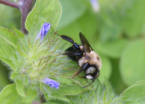 carpenter bee